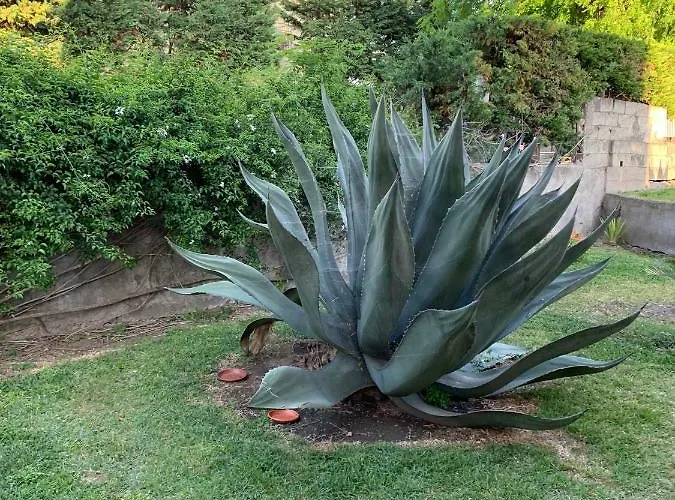 Bed & Breakfast Domus Vettii 3*